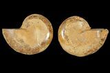 Cut & Polished Agatized Ammonite Fossil - Jurassic #131631-1